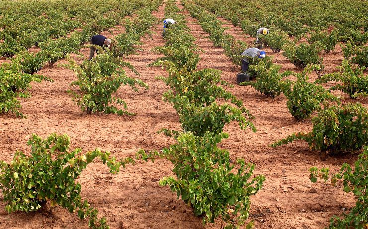 C-LM ordena el pago de 21 millones de euros de la PAC que llegarán a las cuentas de los beneficiarios el próximo día 12
