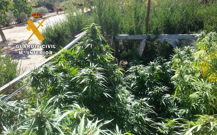 Tres detenidos e intervenidas 126 plantas en marihuana en Argamasilla