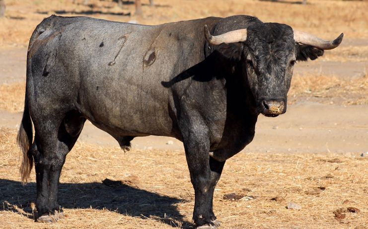 El Gobierno de España convoca el Premio Nacional de Tauromaquia 2016