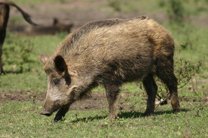 Publicados los períodos hábiles de caza que contemplan un periodo para reducir la población de jabalíes