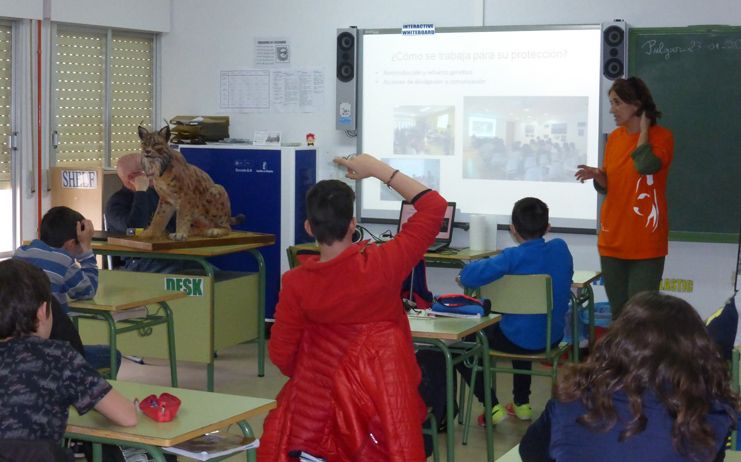 El programa “el lince en el cole” llegará a 13 nuevos  colegios y más de 2.000 escolares toledanos