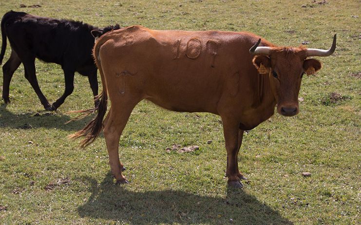 Seleccionadas las 18 vaquillas que correrán en las fiestas de San Mateo 2017