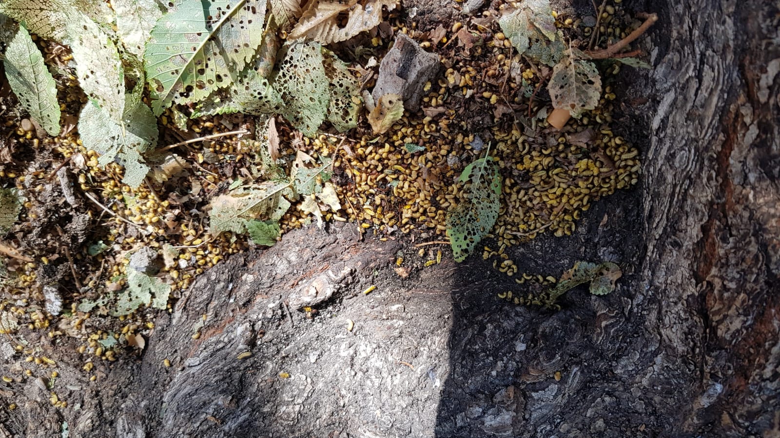 Corrales alerta de la posible afección por galeruca de varios olmos en el Casco y pide al Gobierno municipal que actúe para erradicar la invasión
