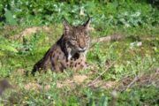 El Gobierno regional da un paso más en sus programas de recuperación del lince con la traslocación de ejemplares tras la notable evolución de la reintroducción de la especie