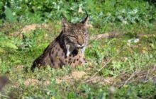 El Gobierno regional da un paso más en sus programas de recuperación del lince con la traslocación de ejemplares tras la notable evolución de la reintroducción de la especie