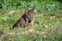 El Gobierno regional da un paso más en sus programas de recuperación del lince con la traslocación de ejemplares tras la notable evolución de la reintroducción de la especie