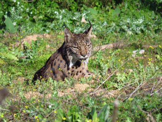 El Gobierno regional da un paso más en sus programas de recuperación del lince con la traslocación de ejemplares tras la notable evolución de la reintroducción de la especie