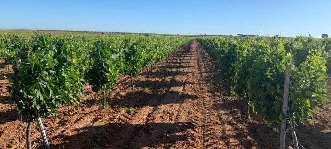El Gobierno regional ha abonado más de 7,5 millones de euros de la PAC para más de 20.600 agricultores y ganaderos en la provincia de Toledo