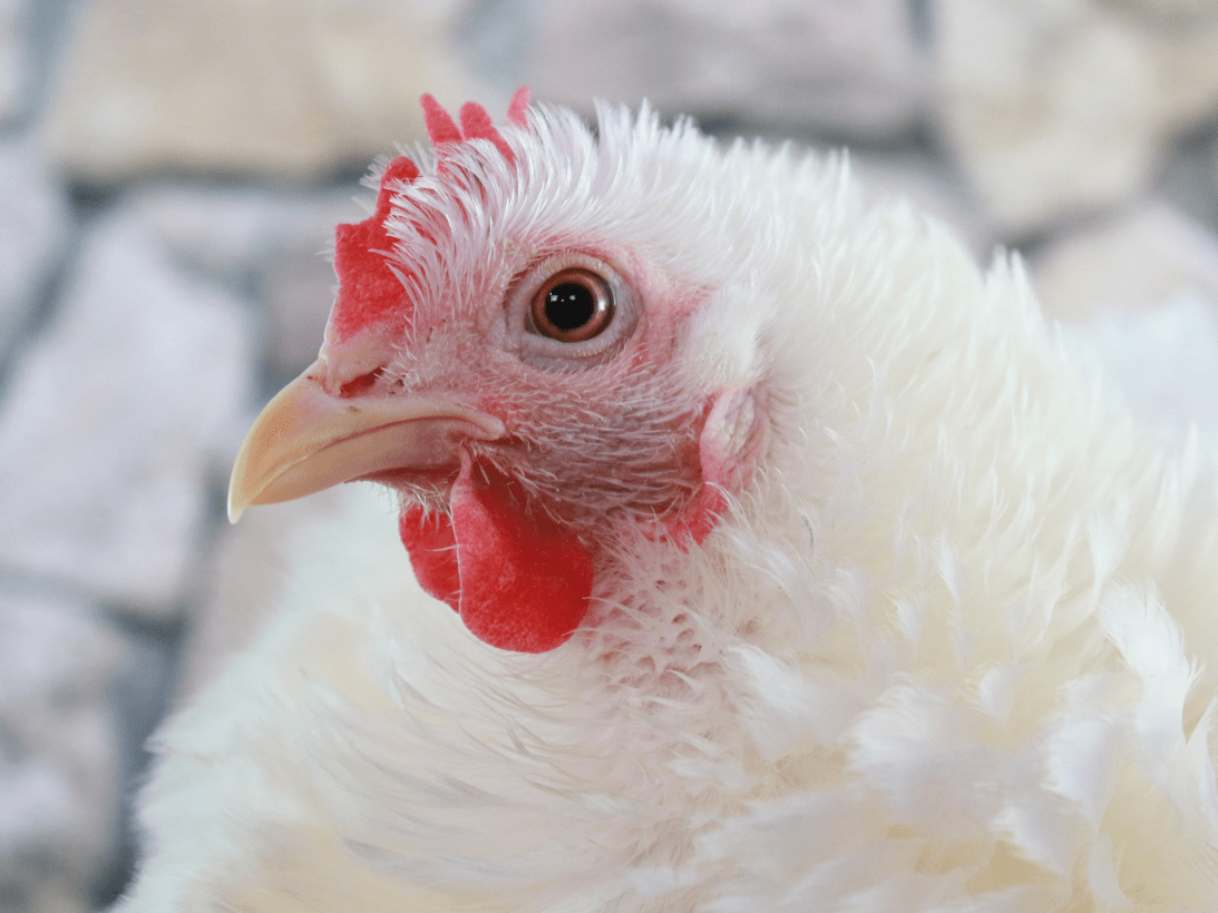 El Ministerio de Agricultura, Pesca y Alimentación amplía el confinamiento de aves de cría a todas las granjas de España