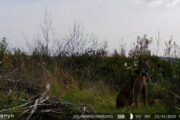 El Parque Nacional de Cabañeros registra, por primera vez en su historia, el nacimiento de una camada de lince ibérico