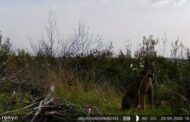 El Parque Nacional de Cabañeros registra, por primera vez en su historia, el nacimiento de una camada de lince ibérico