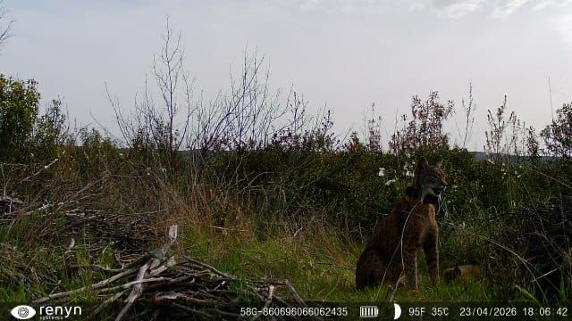 El Parque Nacional de Cabañeros registra, por primera vez en su historia, el nacimiento de una camada de lince ibérico