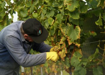 La negociación del Convenio de Vinícolas en la provincia de Ciudad Real entra en fase crítica