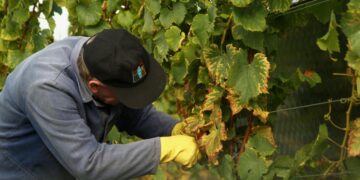 La negociación del Convenio de Vinícolas en la provincia de Ciudad Real entra en fase crítica