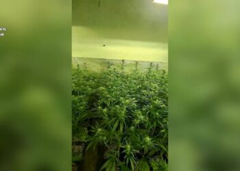 Desmanteladas dos plantaciones de cultivo y elaboración de marihuana en dos viviendas de Seseña