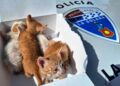 Un aviso vecinal rescata a una camada de gatos abandonados en una siembra