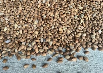 El sector de frutos secos sitúa la previsión de cosecha de almendra por encima de las 135.000 tn