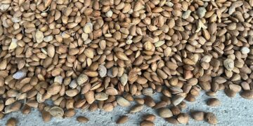 El sector de frutos secos sitúa la previsión de cosecha de almendra por encima de las 135.000 tn