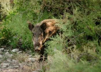 Primer protocolo específico de bioseguridad para proteger al porcino frente a la Peste Porcina Africana (PPA)