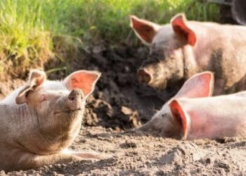 La peste porcina africana obliga a tomar nuevas medidas para reforzar el sector