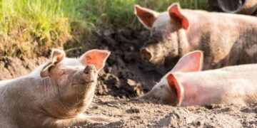 La peste porcina africana obliga a tomar nuevas medidas para reforzar el sector