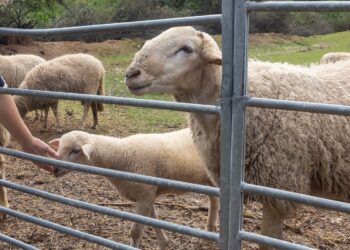 Abiertas las inscripciones para los programas de conciliación “Sin Cole en la Granja” y el nuevo “Arqueo Concilia”