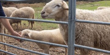 Abiertas las inscripciones para los programas de conciliación “Sin Cole en la Granja” y el nuevo “Arqueo Concilia”