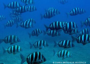 El Ministerio de Agricultura, Pesca y Alimentación renueva su compromiso con Canarias y Murcia en la gestión de las Reservas Marinas de Interés Pesquero
