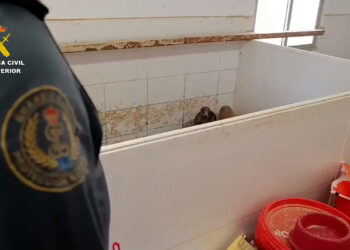 Desarticulado un grupo criminal dedicado al tráfico ilegal de especies exóticas en Sevilla