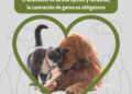 17/06/2026
Medio Ambiente
El Ayuntamiento de Torrijos llama a la concienciación ante el aumento del abandono animal
EL AYUNTAMIENTO DE TORRIJOS LLAMA A LA CONCIENCIACIÓN ANTE EL AUMENTO DEL ABANDONO ANIMAL El Consistorio local recuerda que el abandono de perros …