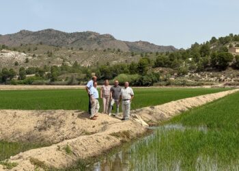 El Gobierno regional destaca que para Castilla-La Mancha el arroz de Calasparra es una producción estratégica por su calidad y sostenibilidad